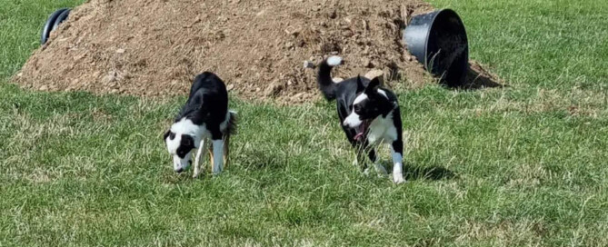 Cheshire View Dog Park