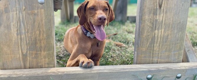 Cheshire view Dog Park